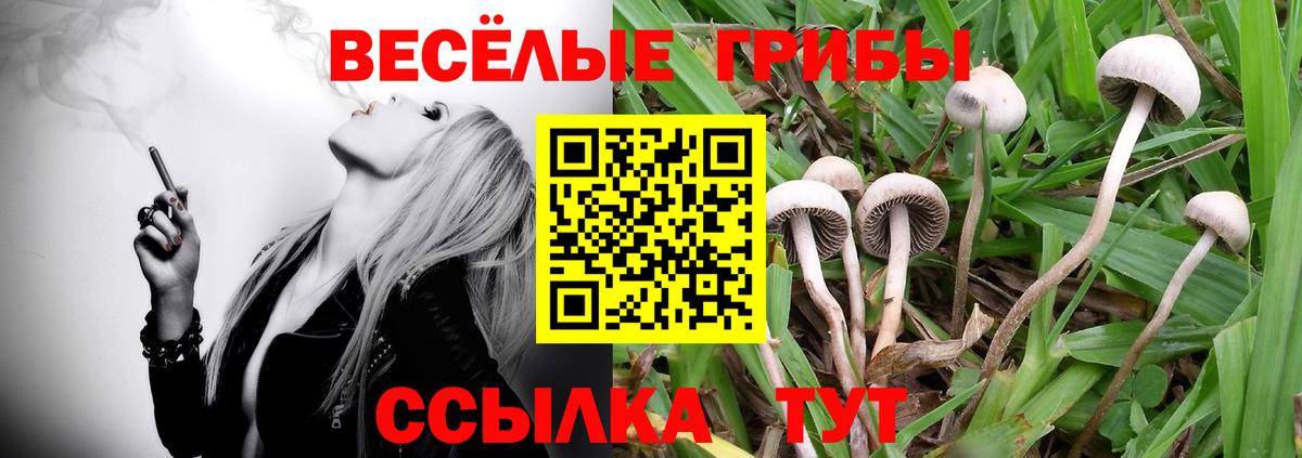 Медногорск  Галлюциногенные грибы Cubensis  Вход с VPN  Псилоцибиновые грибы GOLDEN TEACHER 